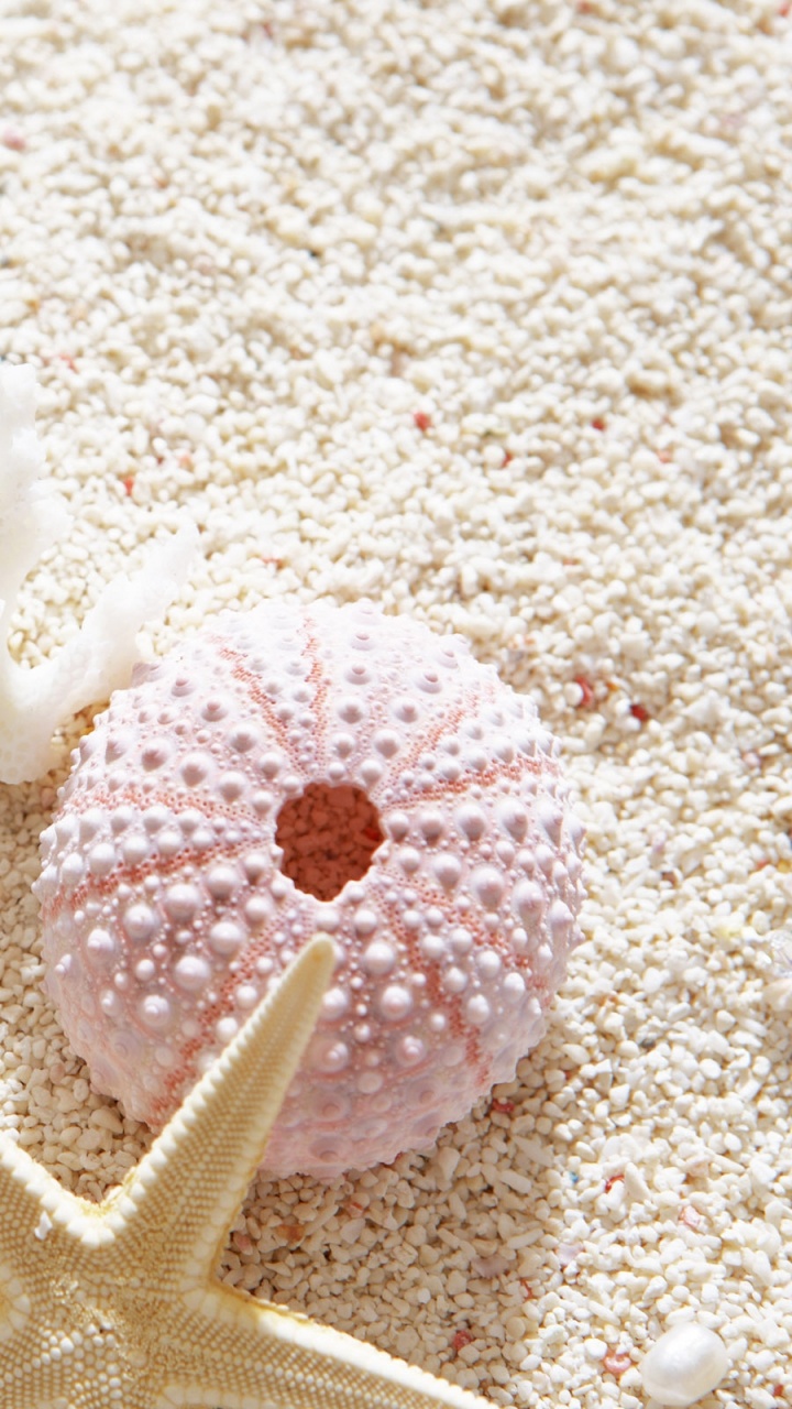 White and Pink Starfish on White Sand. Wallpaper in 720x1280 Resolution