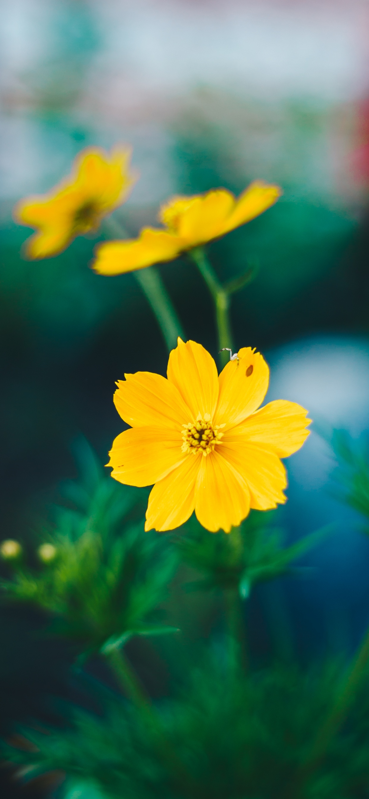 Yellow Flower in Tilt Shift Lens. Wallpaper in 1242x2688 Resolution