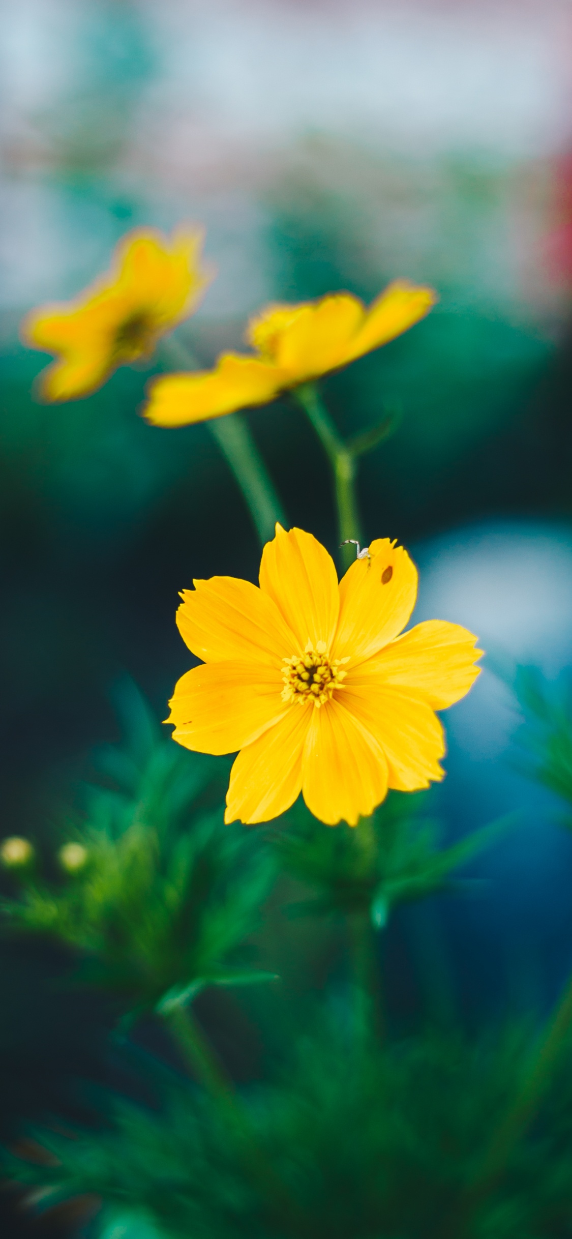 黄色的, 野花, 显花植物, 关闭了, 硫宇宙 壁纸 1125x2436 允许