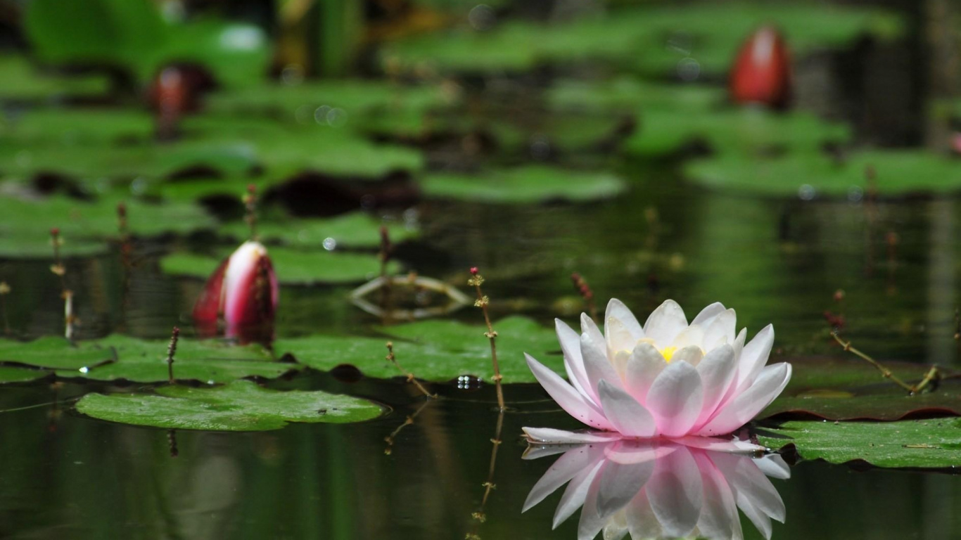Fleur de Lotus Rose Sur L'eau. Wallpaper in 1366x768 Resolution