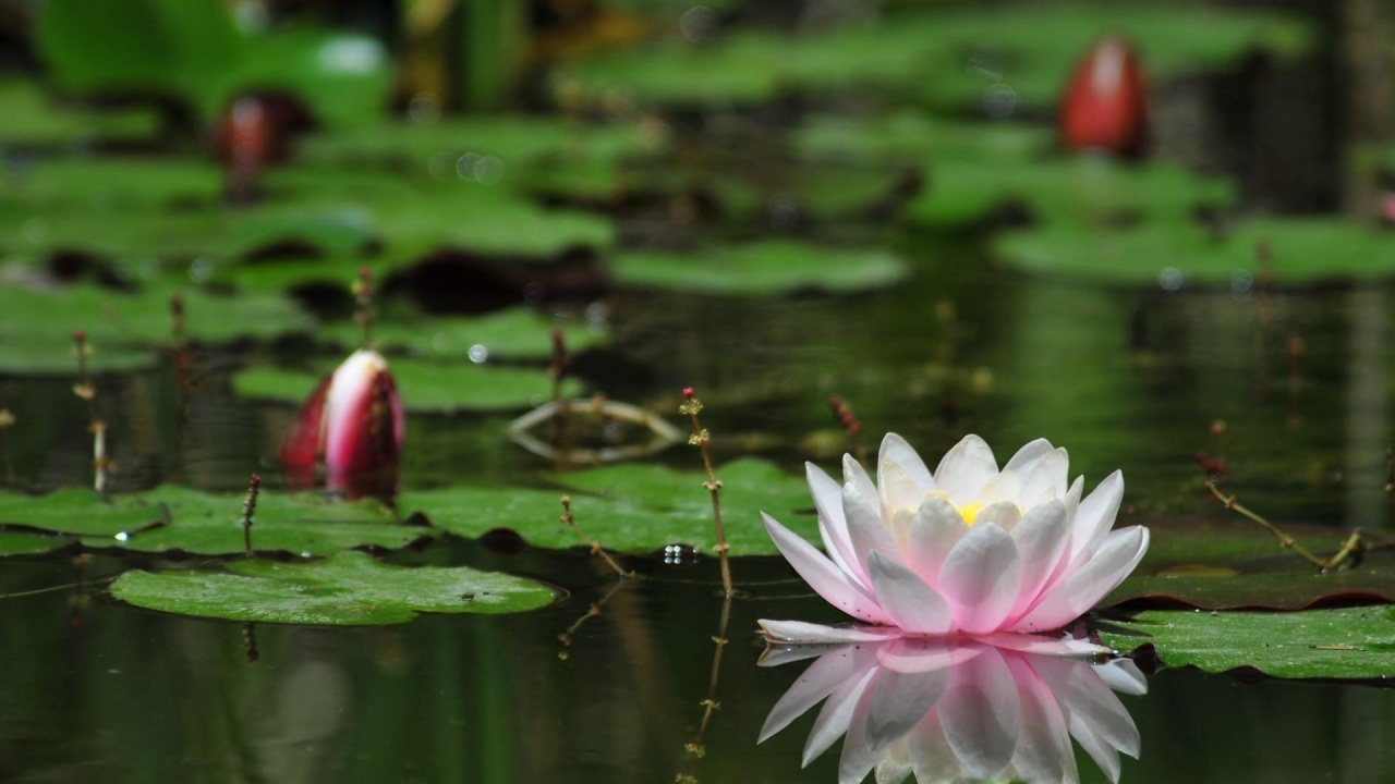Flor de Loto Rosa Sobre el Agua. Wallpaper in 1280x720 Resolution