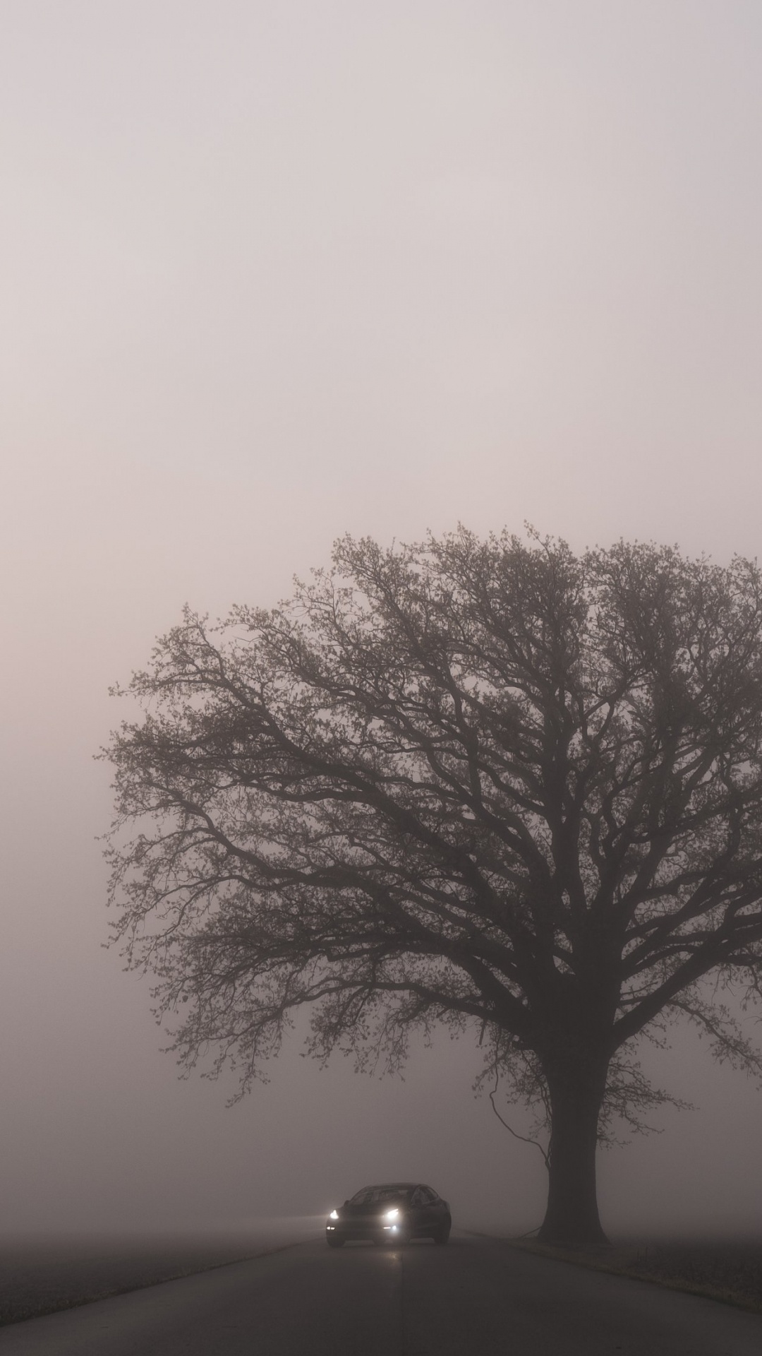 Tesla Model 3, Tesla, Cars, Tesla Model S, Apples. Wallpaper in 1080x1920 Resolution