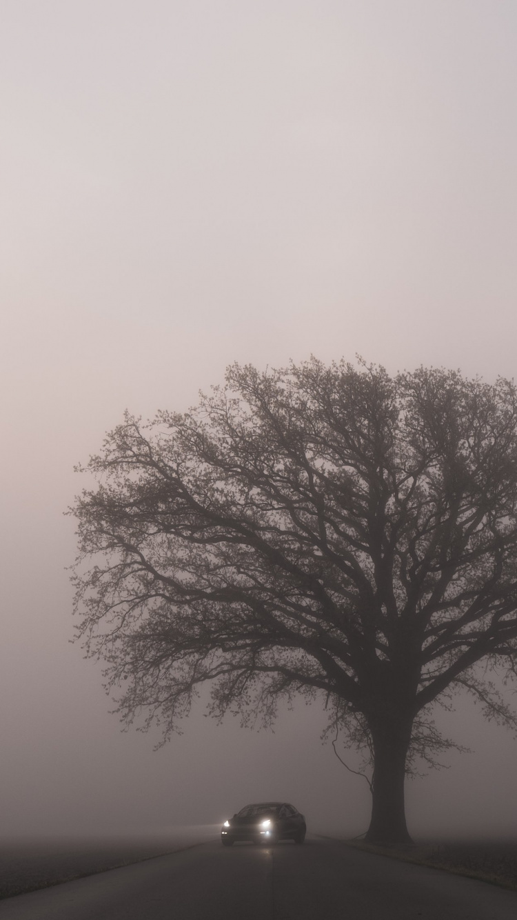 Tesla Model 3, Tesla, Cars, Tesla Model S, Apples. Wallpaper in 750x1334 Resolution