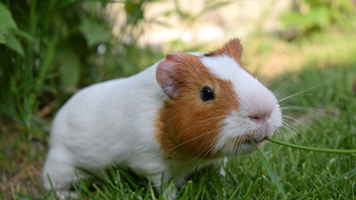 White and Brown Guinea Pig on Green Grass During Daytime. Wallpaper in 1366x768 Resolution