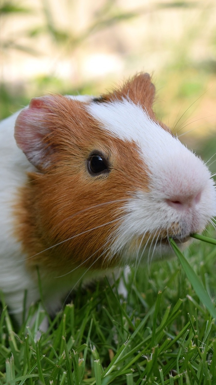 White and Brown Guinea Pig on Green Grass During Daytime. Wallpaper in 720x1280 Resolution