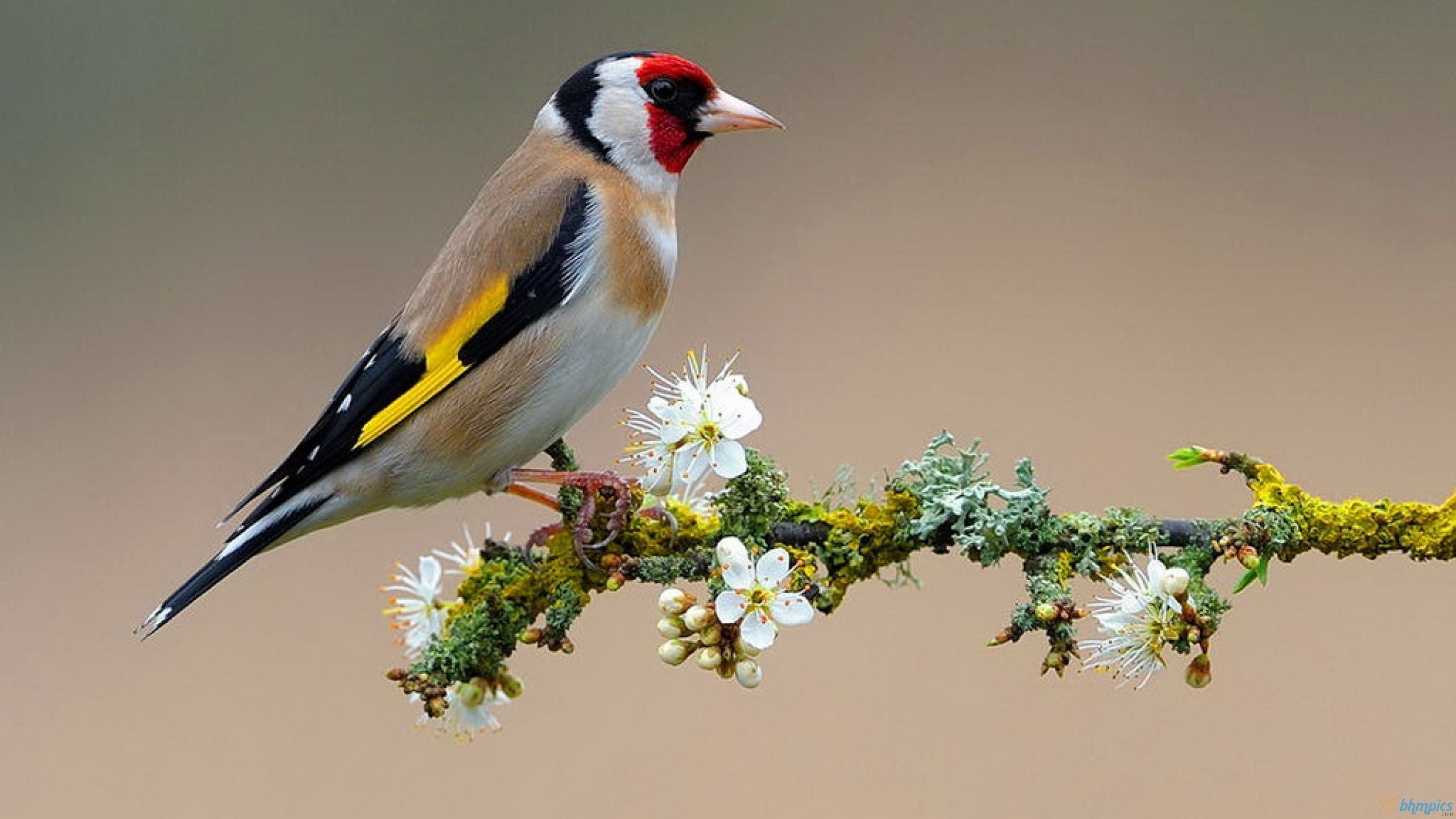 Yellow Black and White Bird Perched on Green Plant. Wallpaper in 2560x1440 Resolution