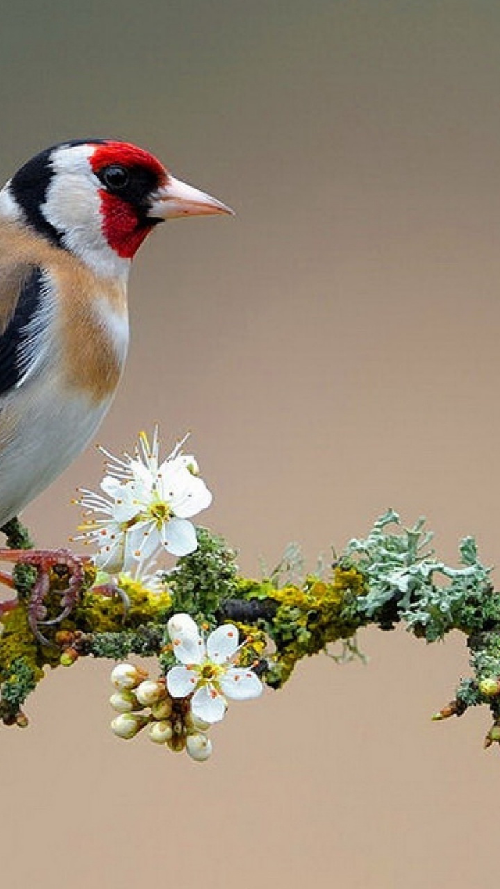 Yellow Black and White Bird Perched on Green Plant. Wallpaper in 720x1280 Resolution