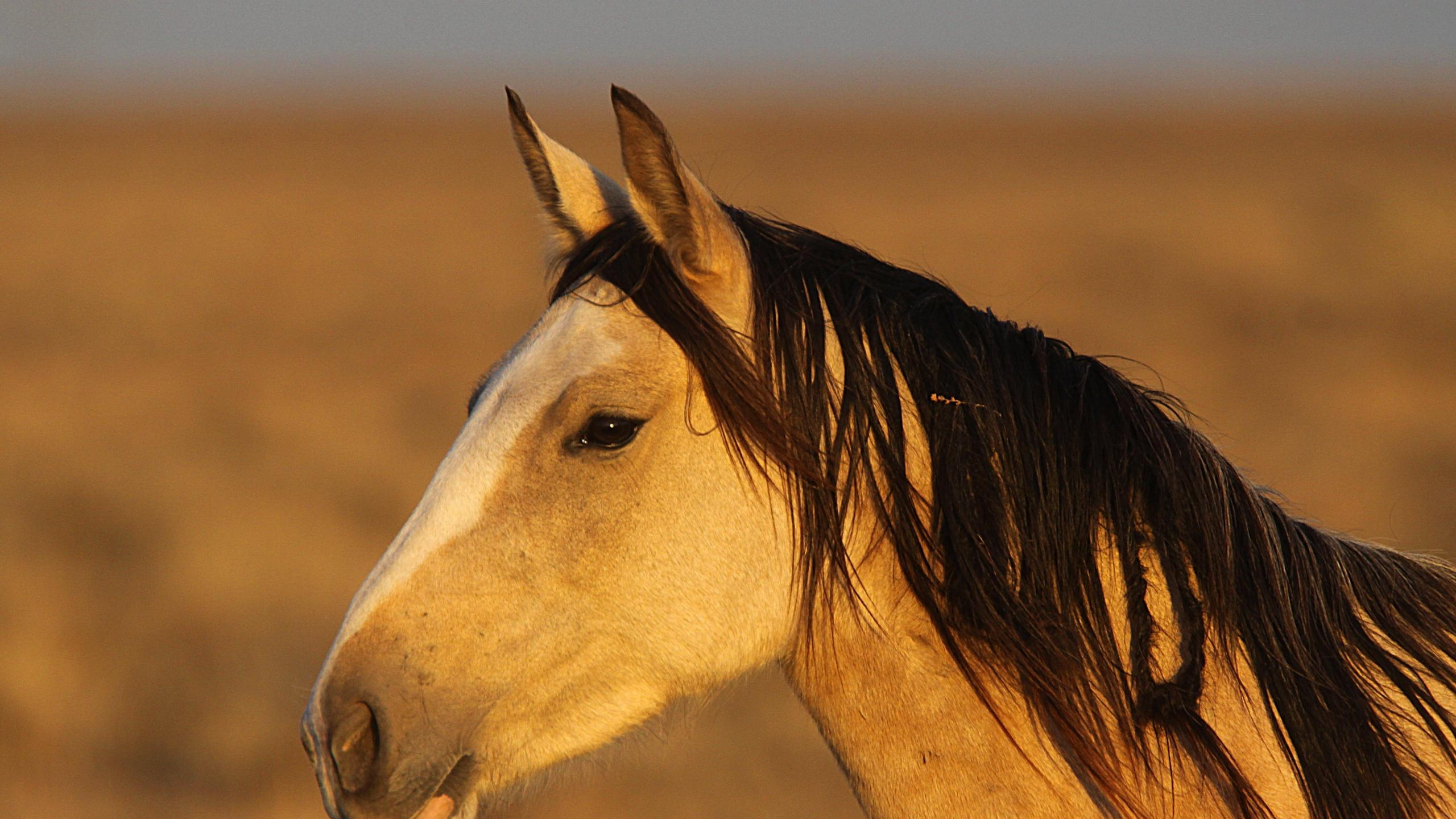 Cheval Blanc et Brun Pendant la Journée. Wallpaper in 2560x1440 Resolution