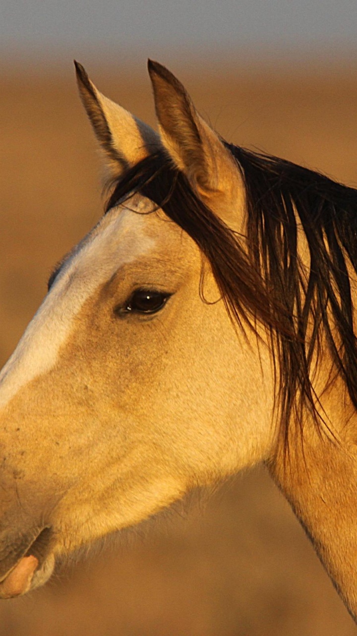Caballo Blanco y Marrón Durante el Día. Wallpaper in 720x1280 Resolution