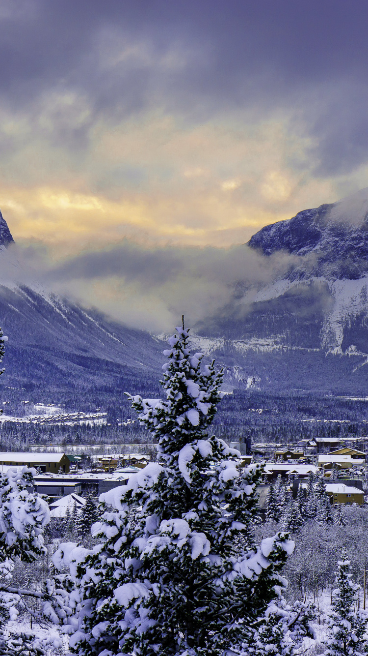 Arbres Verts Près de la Montagne Pendant la Journée. Wallpaper in 750x1334 Resolution