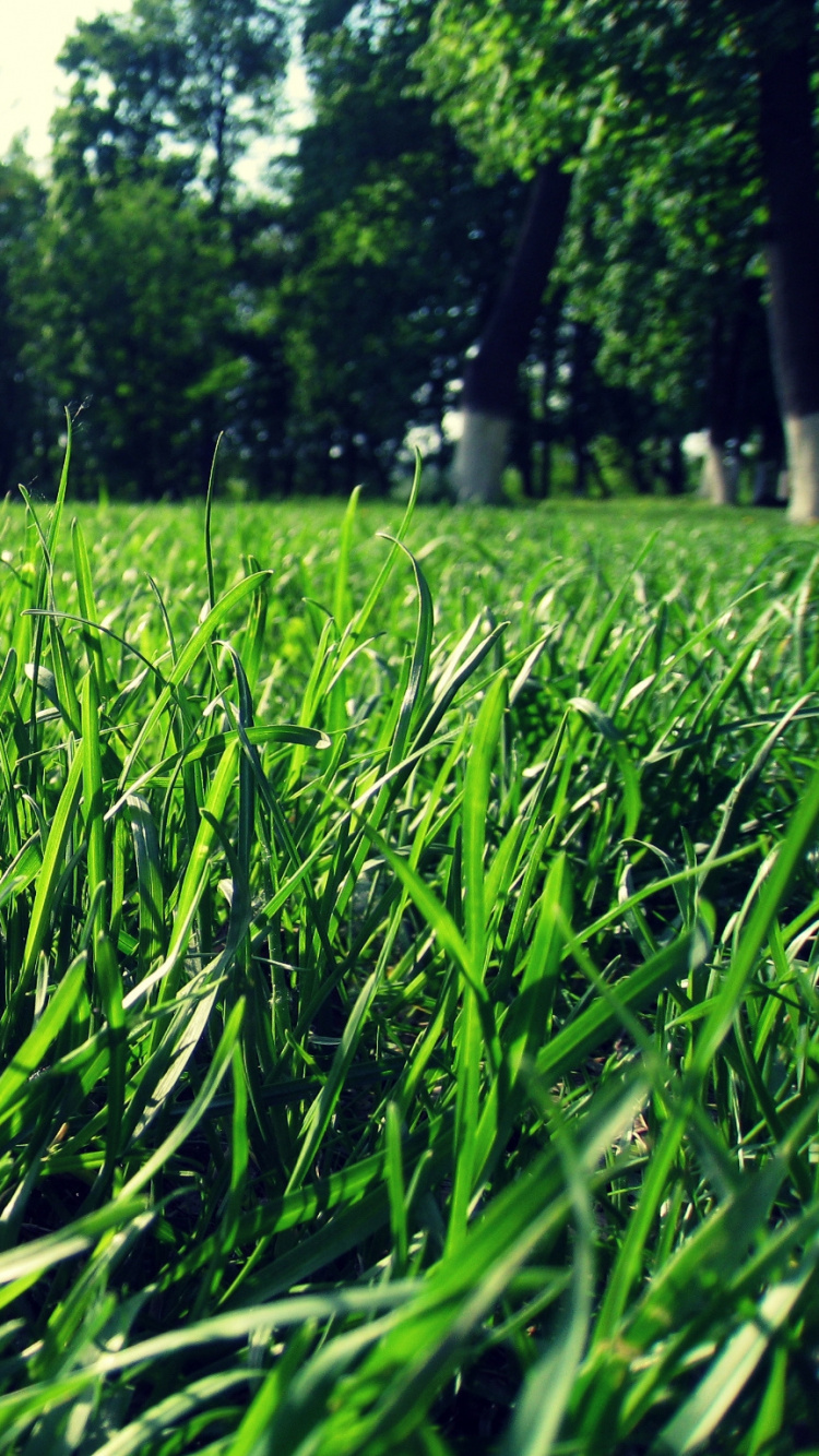 Green Grass Field Near White House During Daytime. Wallpaper in 750x1334 Resolution
