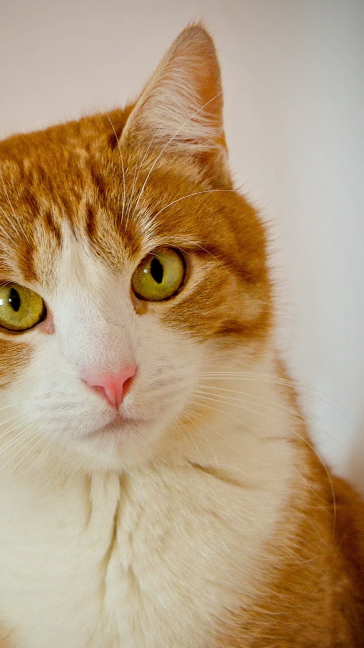 Orange and White Tabby Cat. Wallpaper in 750x1334 Resolution