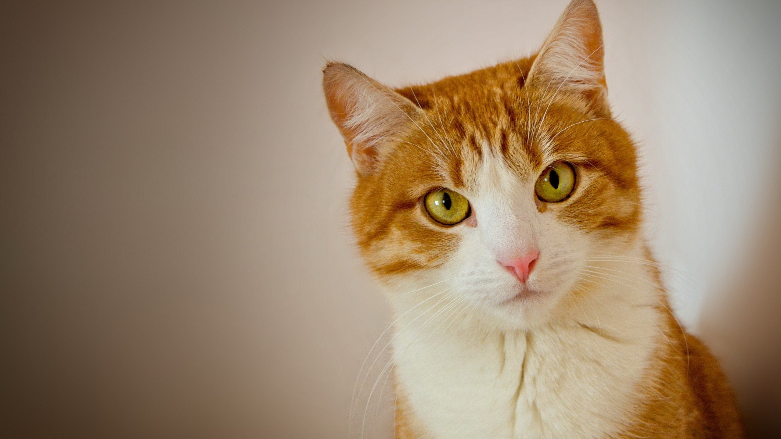 Orange Und Weiß Getigerte Katze. Wallpaper in 2560x1440 Resolution