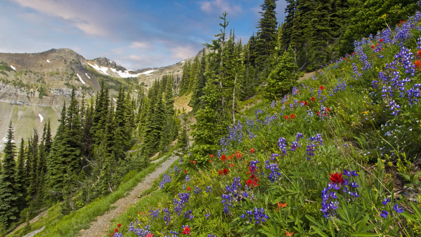 Green Pine Trees and Flowers Near Mountain Under Blue Sky During Daytime. Wallpaper in 1366x768 Resolution