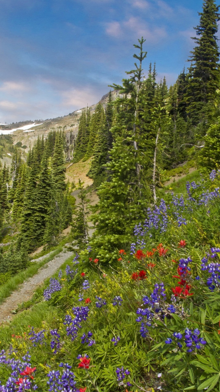 Green Pine Trees and Flowers Near Mountain Under Blue Sky During Daytime. Wallpaper in 720x1280 Resolution
