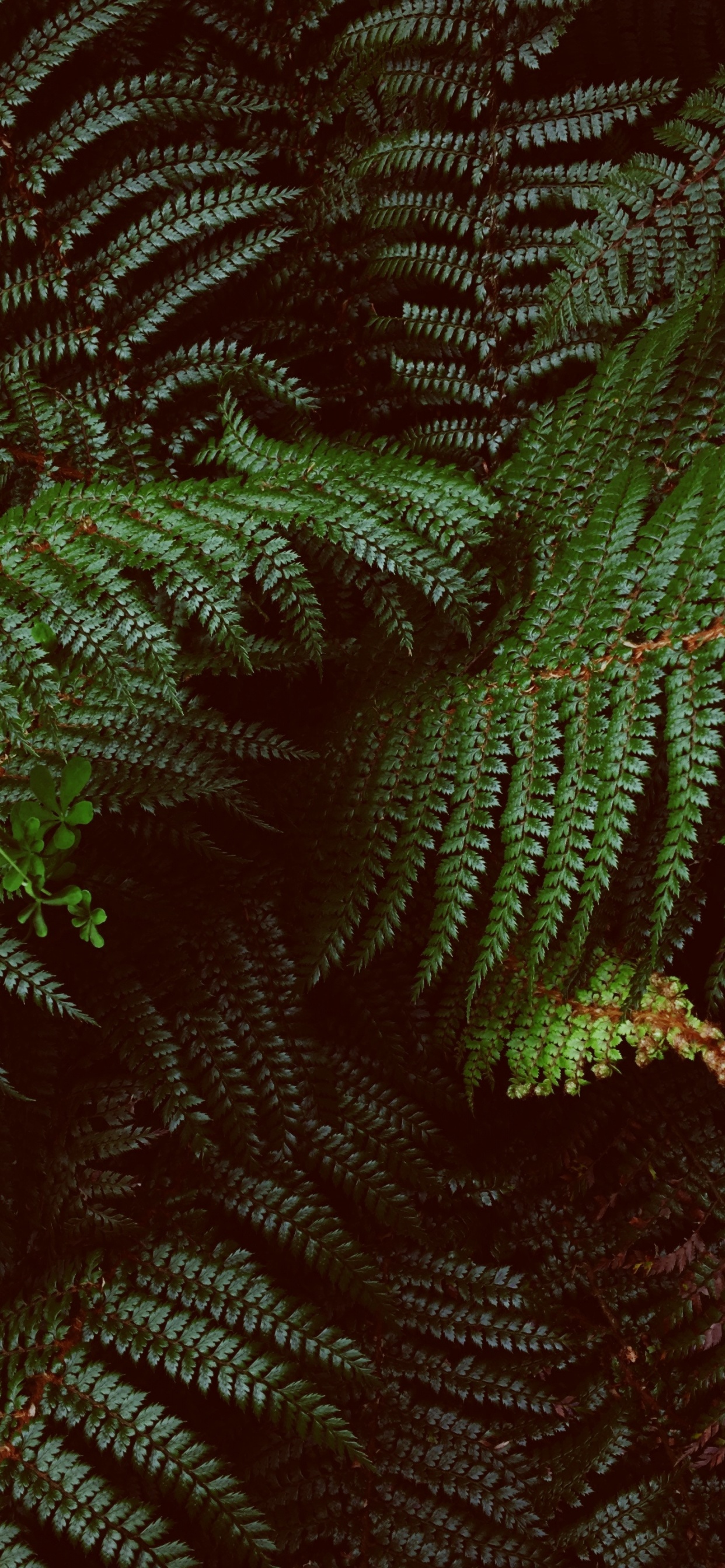 Neuseeland, Farne Und Schachtelhalme, Terrestrische Pflanzen, Ostrich Fern, Blatt. Wallpaper in 1242x2688 Resolution