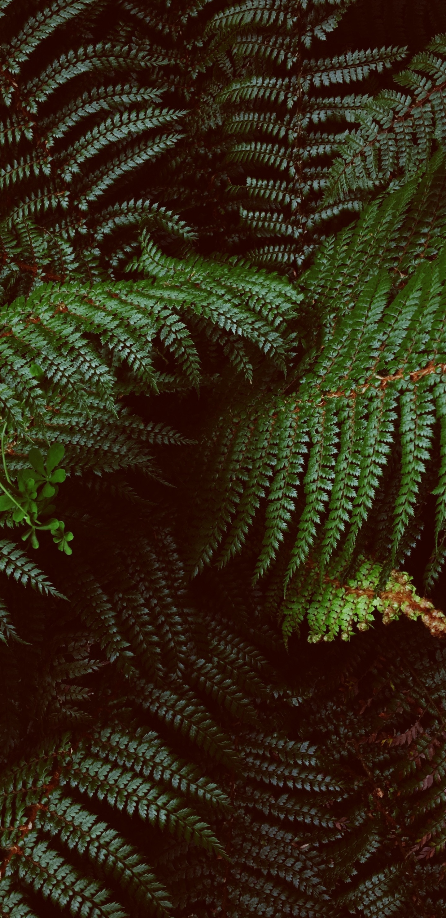 Neuseeland, Farne Und Schachtelhalme, Terrestrische Pflanzen, Ostrich Fern, Blatt. Wallpaper in 1440x2960 Resolution
