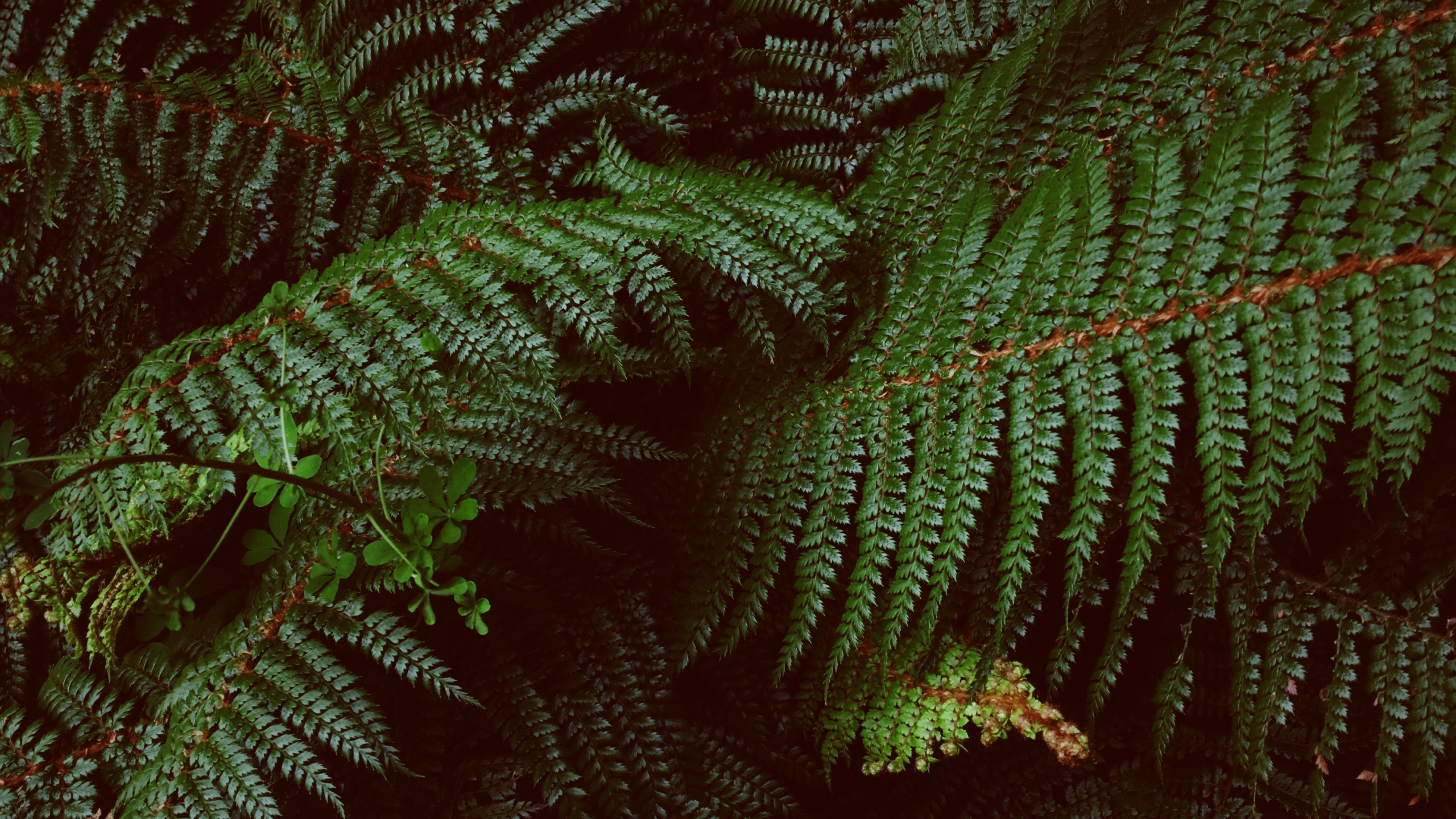 Neuseeland, Farne Und Schachtelhalme, Terrestrische Pflanzen, Ostrich Fern, Blatt. Wallpaper in 2560x1440 Resolution