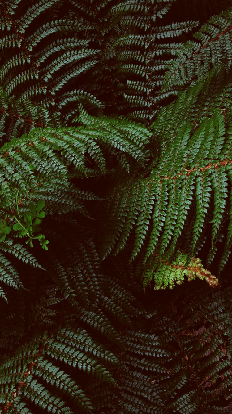 Neuseeland, Farne Und Schachtelhalme, Terrestrische Pflanzen, Ostrich Fern, Blatt. Wallpaper in 750x1334 Resolution