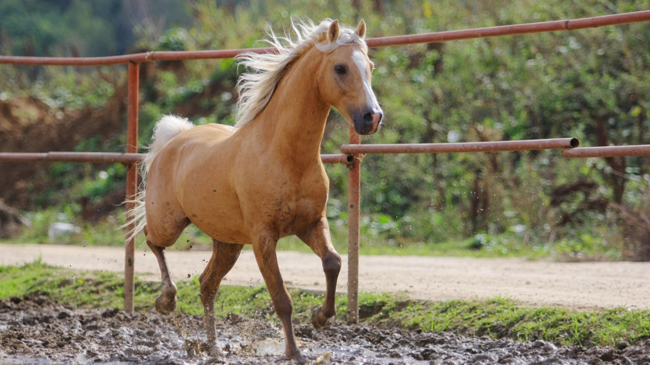 Palomino, 驰骋, 鬃毛, 种马, Mare 壁纸 1280x720 允许