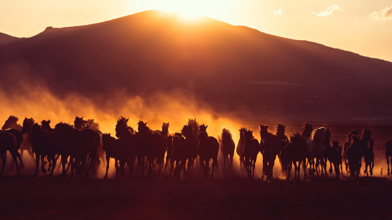 Silhouette of People Standing on Field During Sunset. Wallpaper in 1280x720 Resolution