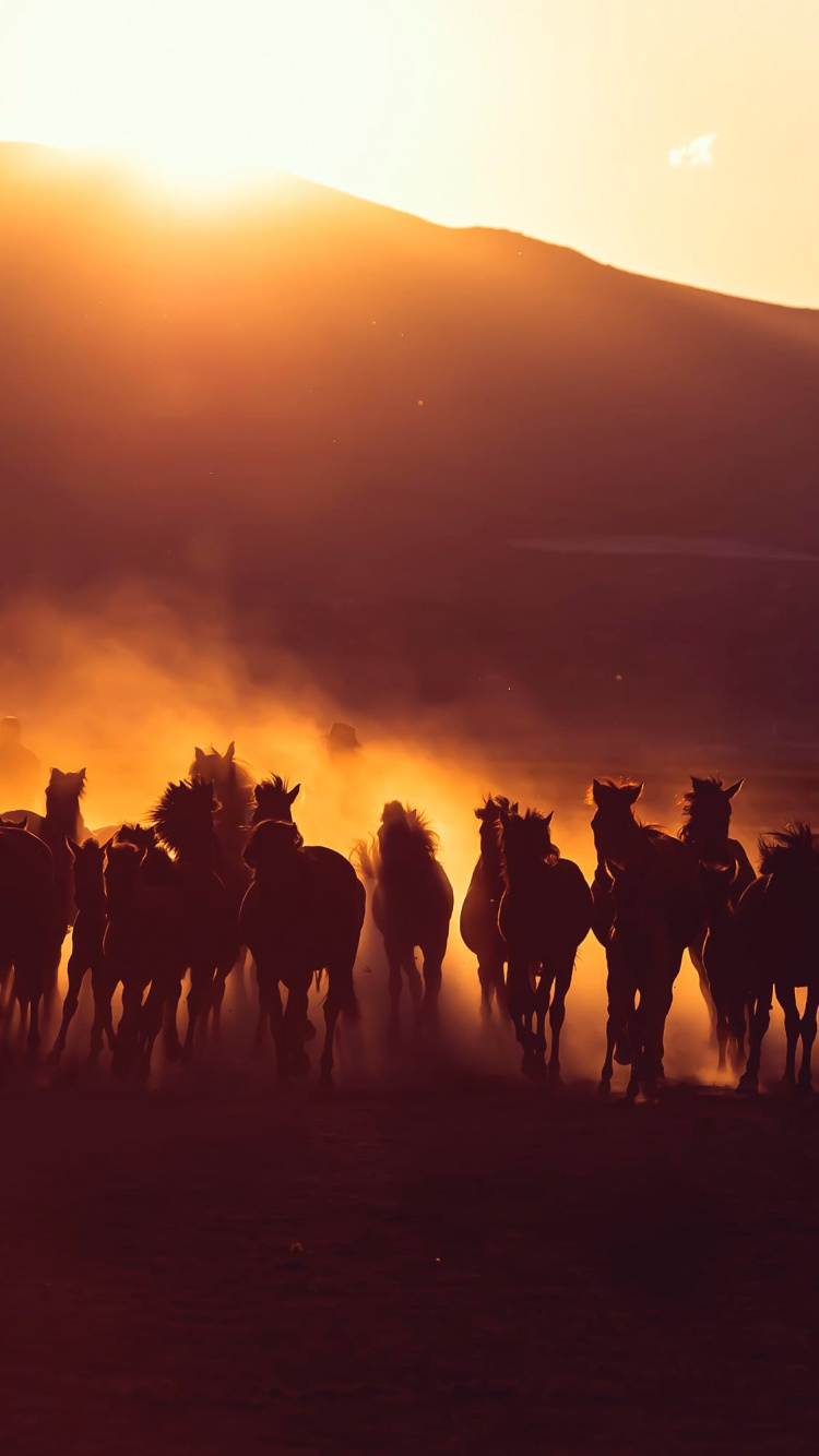 Silhouette de Personnes Debout Sur le Terrain Pendant le Coucher du Soleil. Wallpaper in 750x1334 Resolution