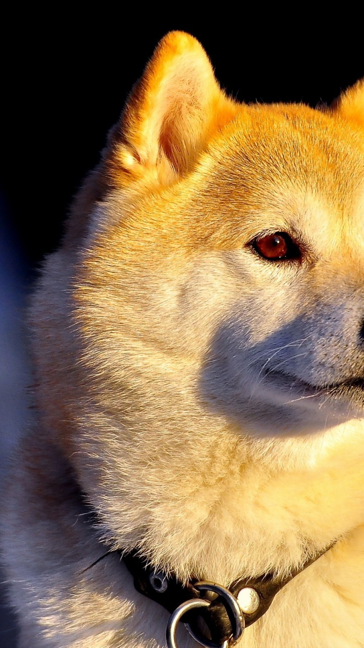 Brown and White Short Coated Dog. Wallpaper in 720x1280 Resolution