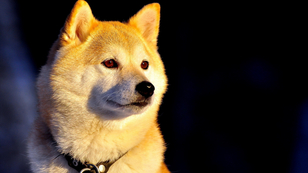 Braun-weißer, Kurzhaariger Hund. Wallpaper in 1280x720 Resolution