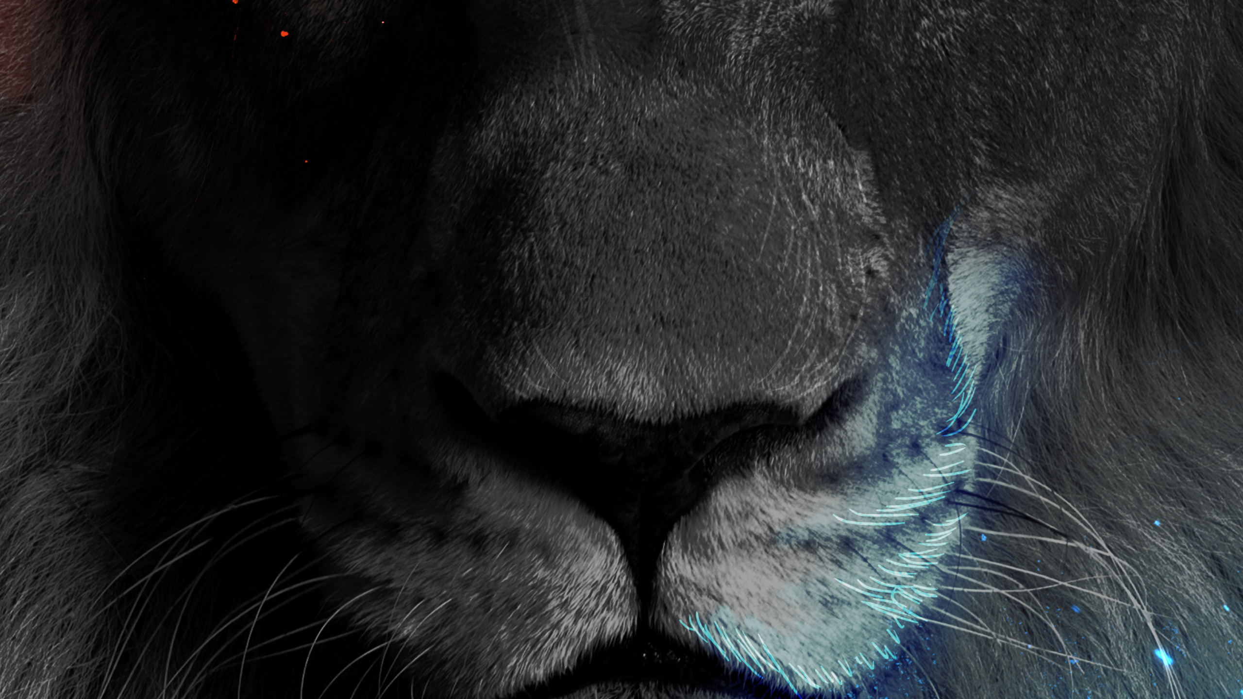 Lion, Simba, Lion Blanc, Moustache, Felidae. Wallpaper in 2560x1440 Resolution