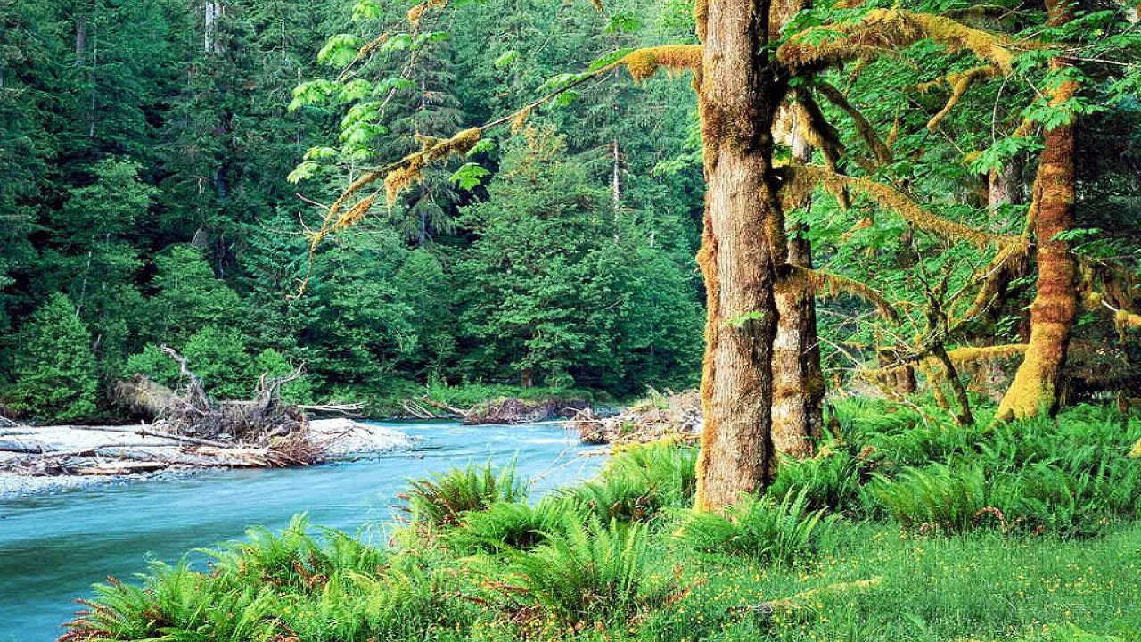 Tagsüber Grüne Bäume am Fluss. Wallpaper in 1280x720 Resolution