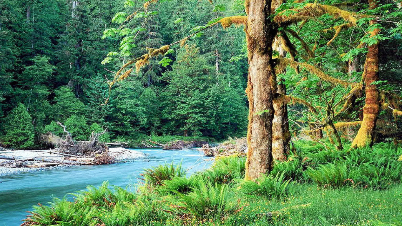 Tagsüber Grüne Bäume am Fluss. Wallpaper in 1366x768 Resolution