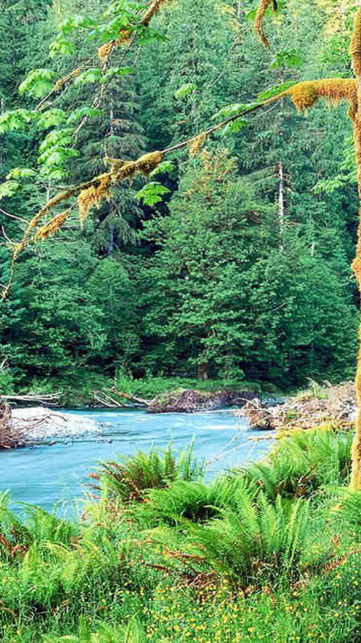 Green Trees Beside River During Daytime. Wallpaper in 720x1280 Resolution