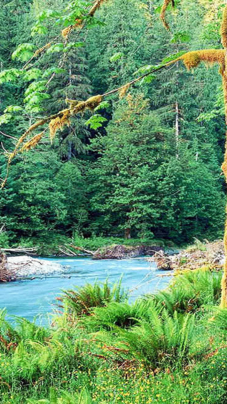Green Trees Beside River During Daytime. Wallpaper in 750x1334 Resolution