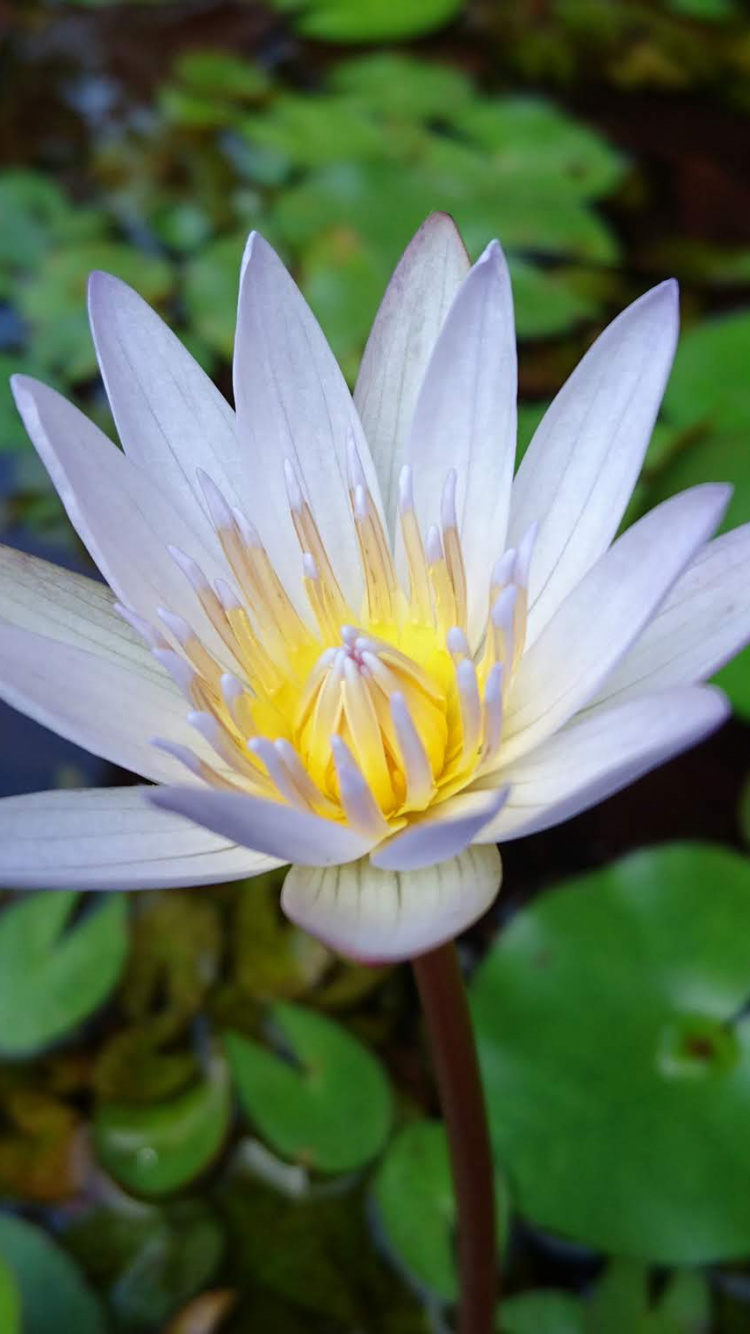 Nokia, Nokia 3.2, 诺基亚7 1, 诺基亚8, 诺基亚3 壁纸 750x1334 允许