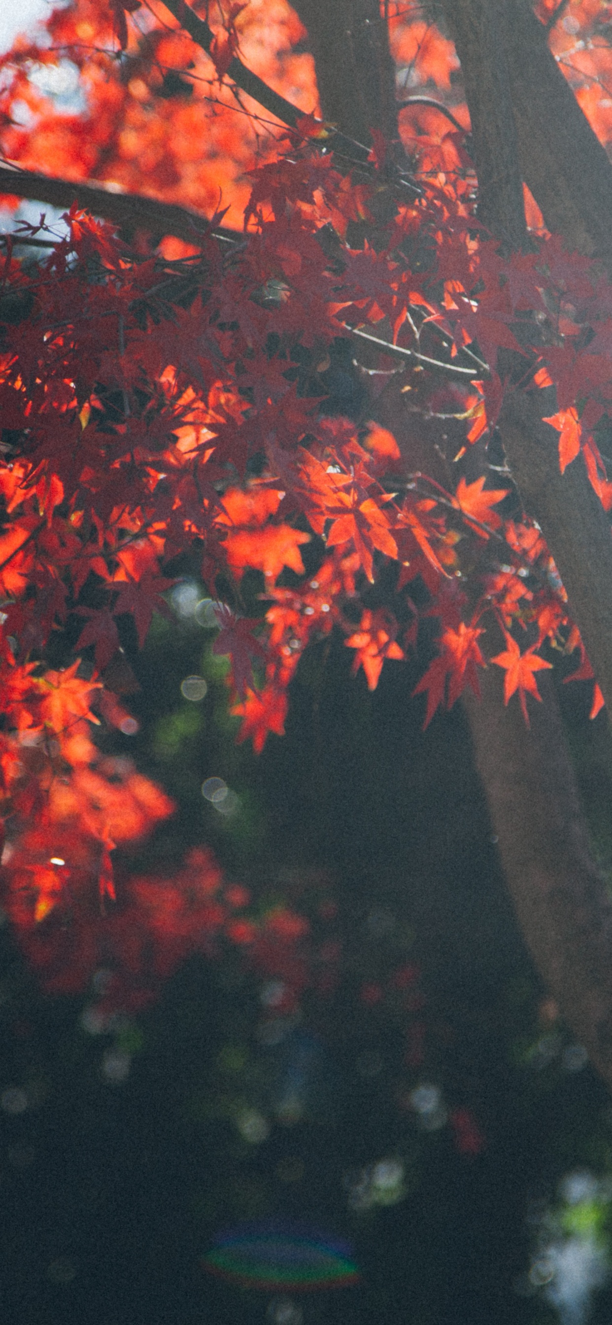 Baum, Gott, Glaube, Vegetation, Woody Pflanze. Wallpaper in 1242x2688 Resolution