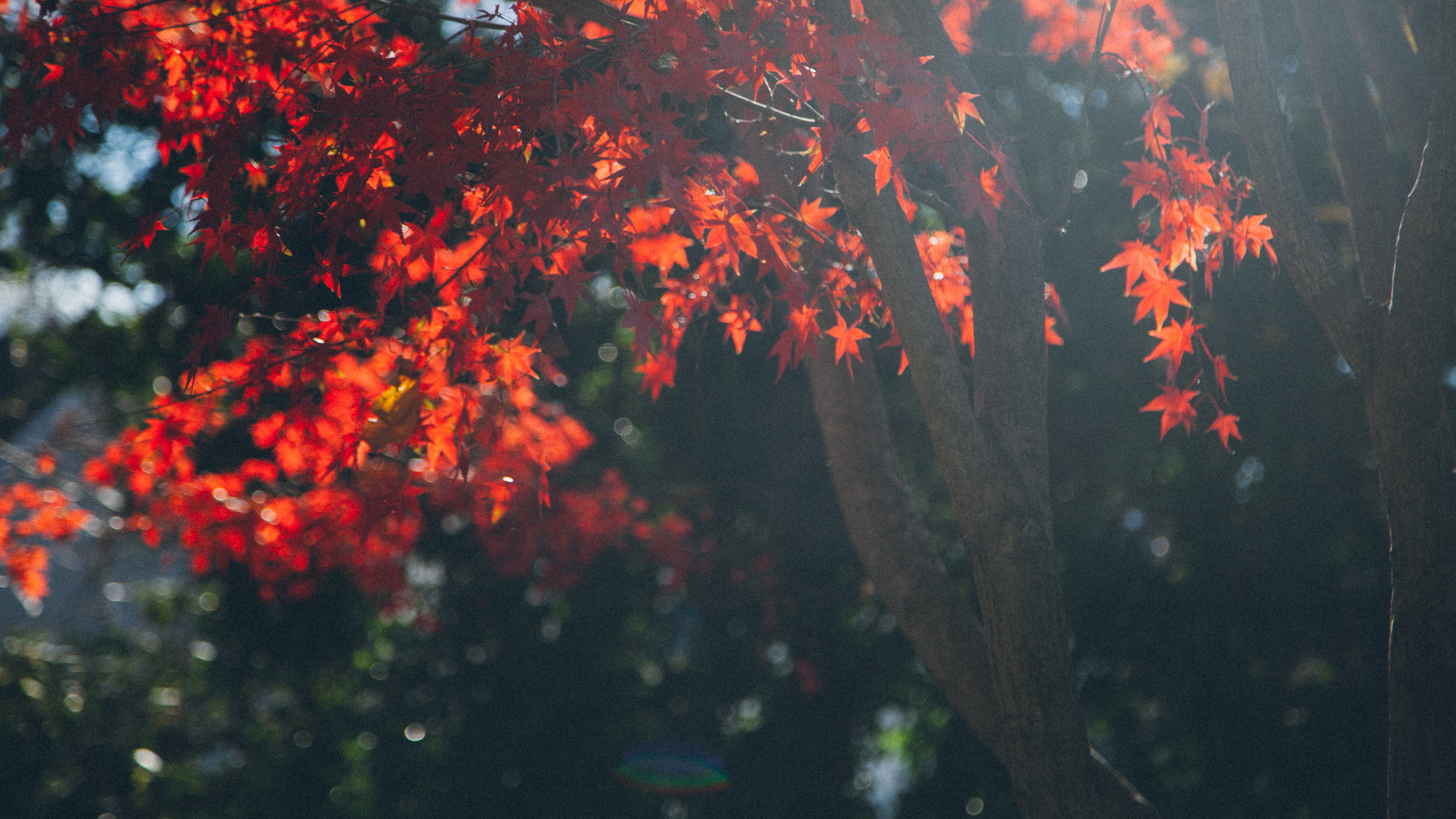 Baum, Gott, Glaube, Vegetation, Woody Pflanze. Wallpaper in 2560x1440 Resolution