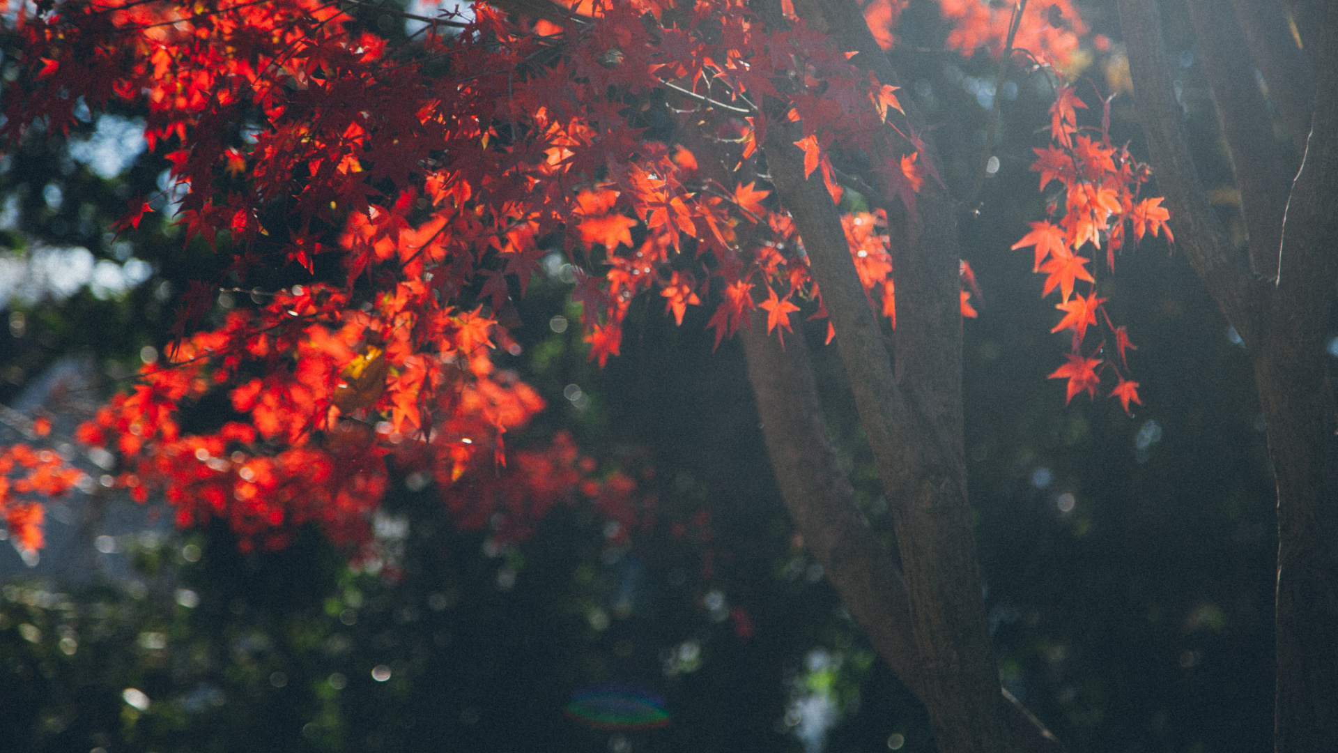 Dieu, Foi, Végétation, Plantes Ligneuses, Texte Religieux. Wallpaper in 1920x1080 Resolution