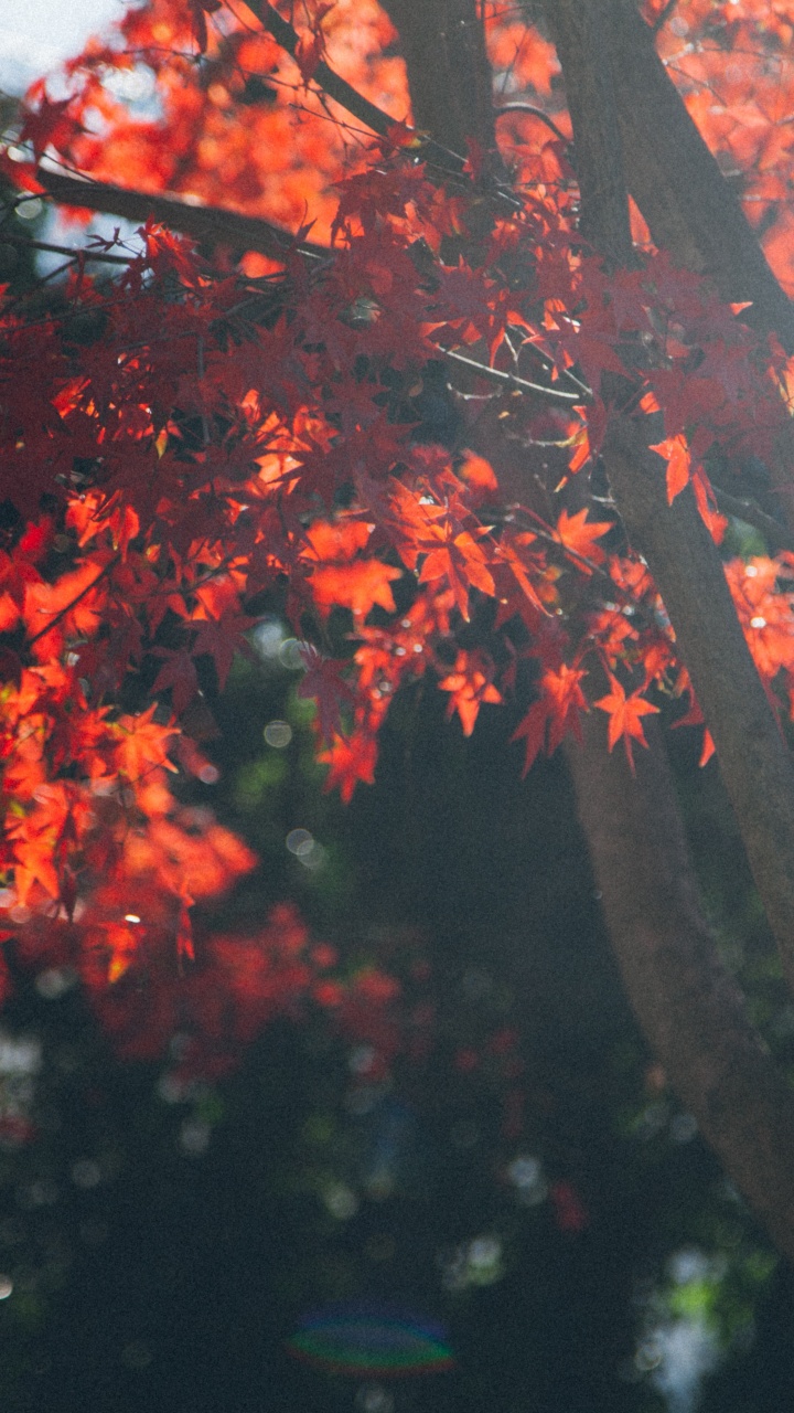 Tree, Plant, God, Faith, Vegetation. Wallpaper in 720x1280 Resolution