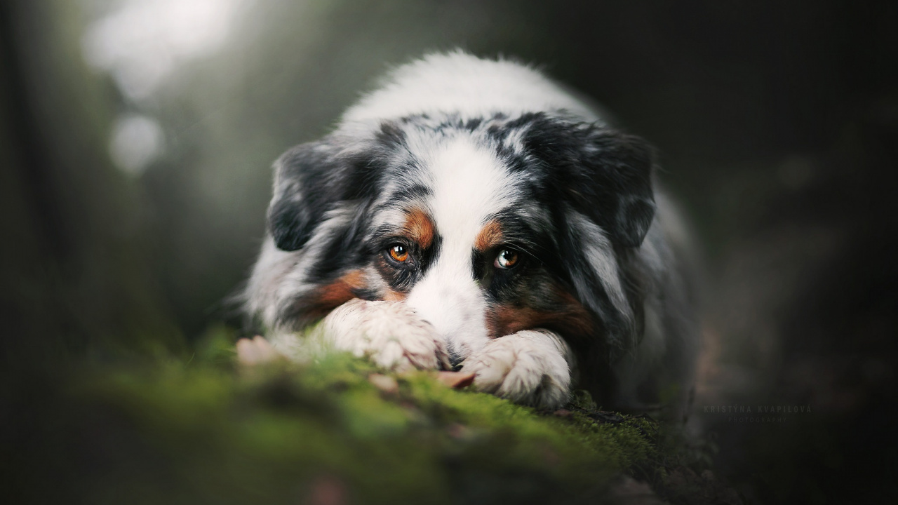 Weißer Schwarz-brauner Langhaariger Hund Auf Grünem Gras Tagsüber. Wallpaper in 1280x720 Resolution