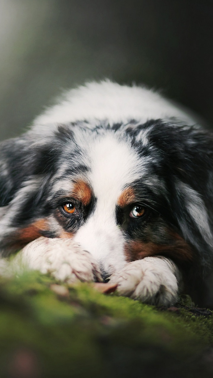 Weißer Schwarz-brauner Langhaariger Hund Auf Grünem Gras Tagsüber. Wallpaper in 720x1280 Resolution