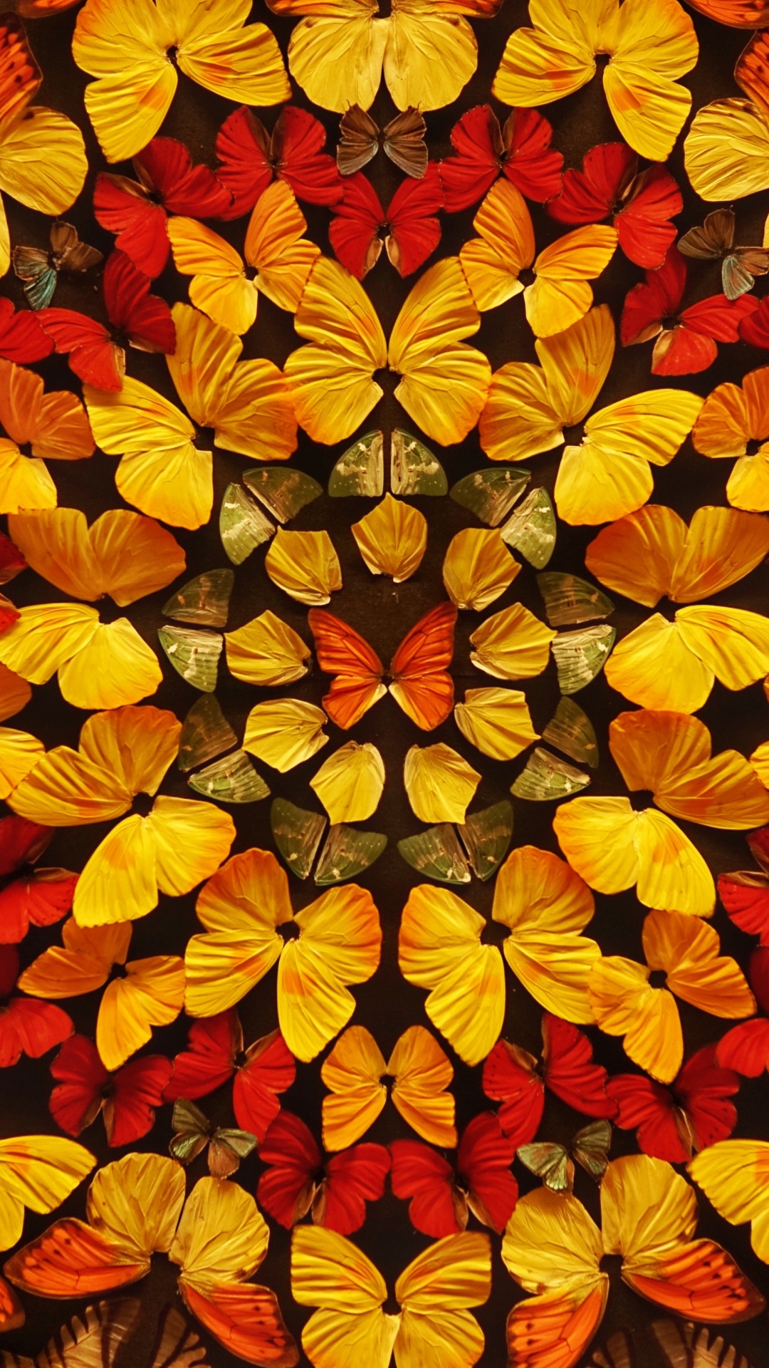 Red and Yellow Flower Petals. Wallpaper in 1080x1920 Resolution