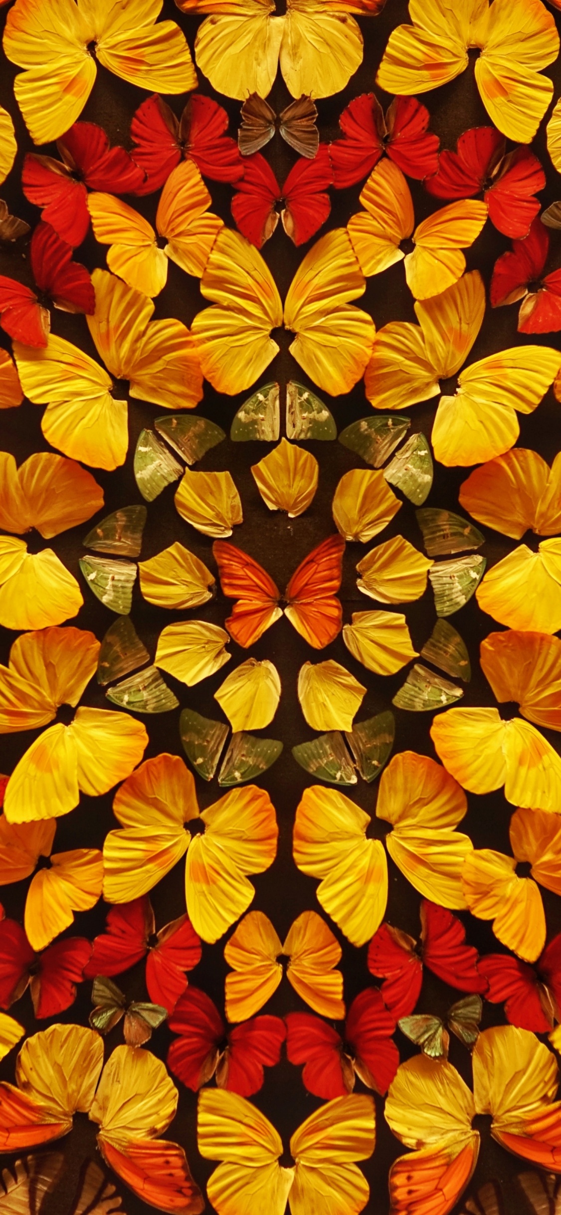 Red and Yellow Flower Petals. Wallpaper in 1125x2436 Resolution