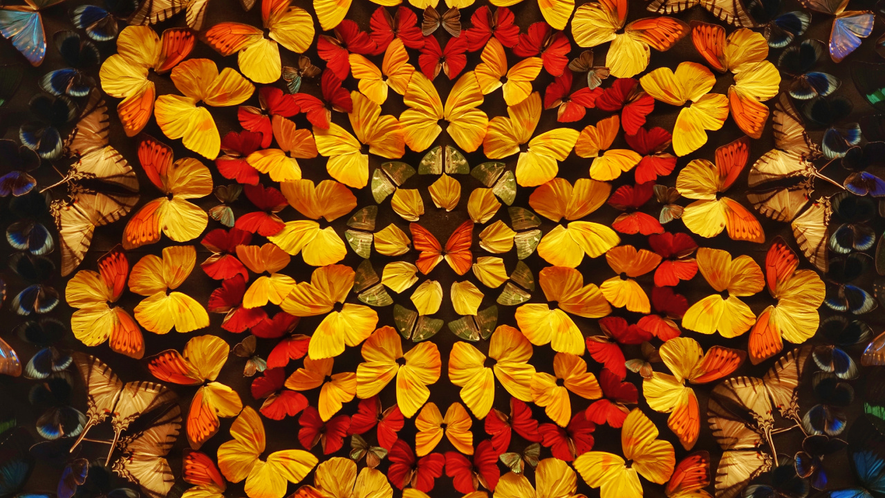 Red and Yellow Flower Petals. Wallpaper in 1280x720 Resolution