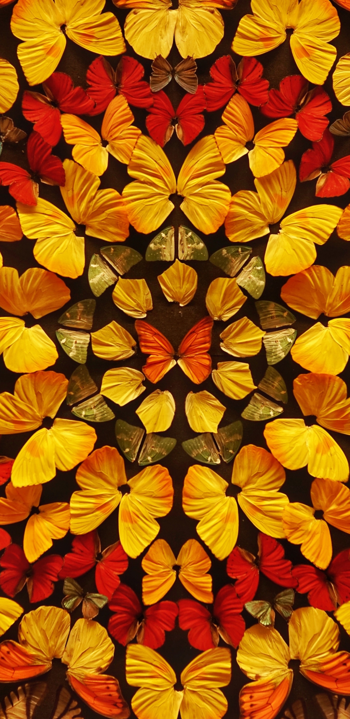 Red and Yellow Flower Petals. Wallpaper in 1440x2960 Resolution