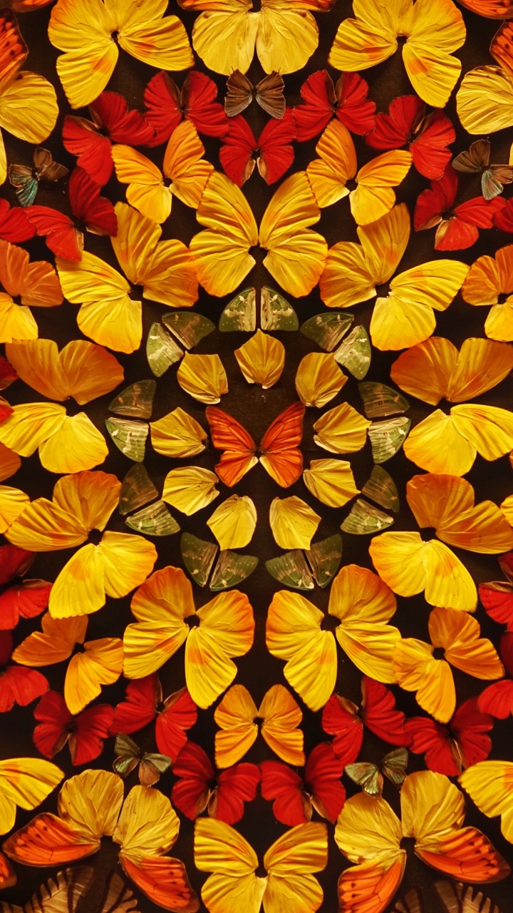 Red and Yellow Flower Petals. Wallpaper in 720x1280 Resolution