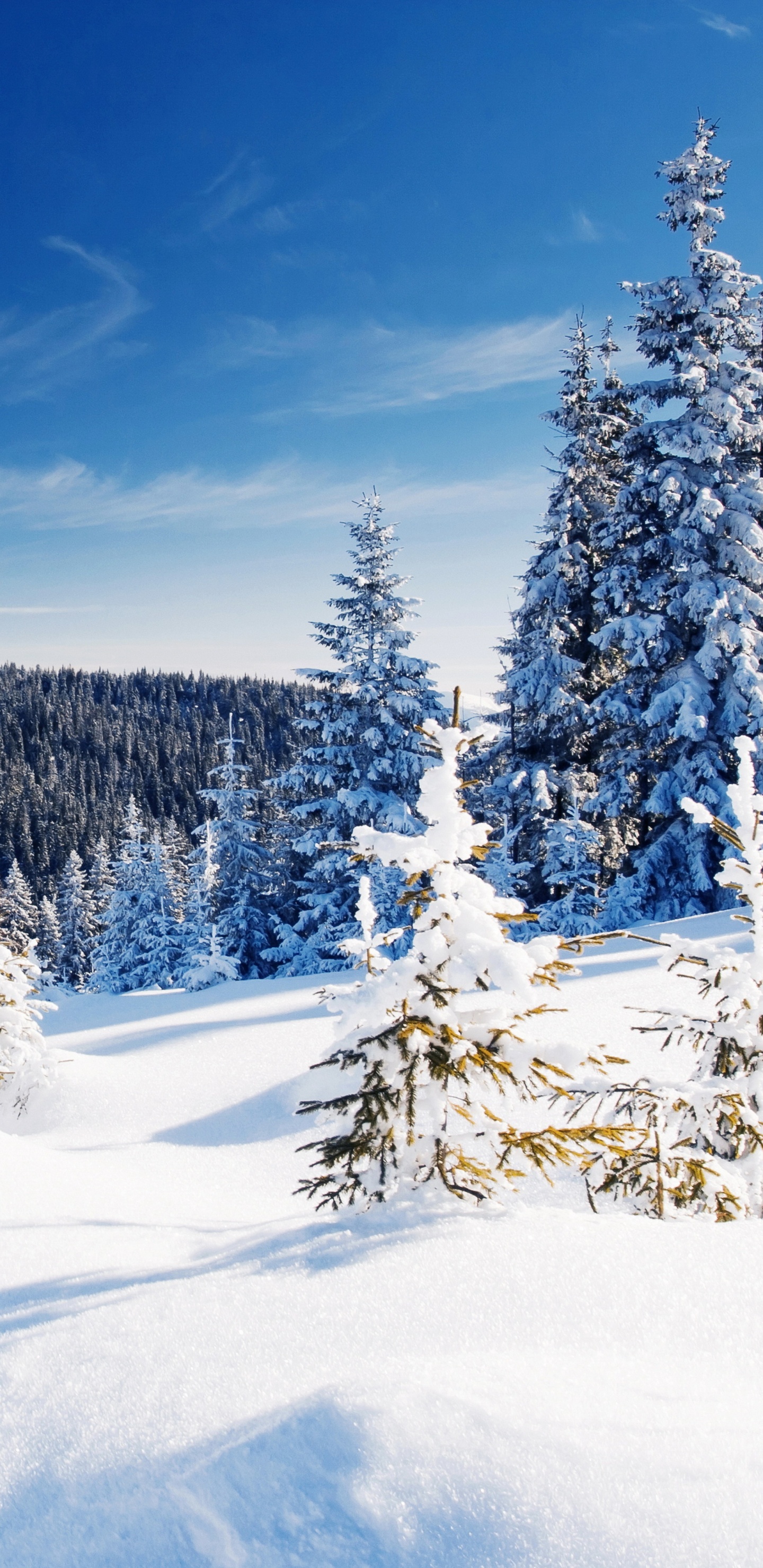 Schneebedeckte Bäume Unter Blauem Himmel Tagsüber. Wallpaper in 1440x2960 Resolution