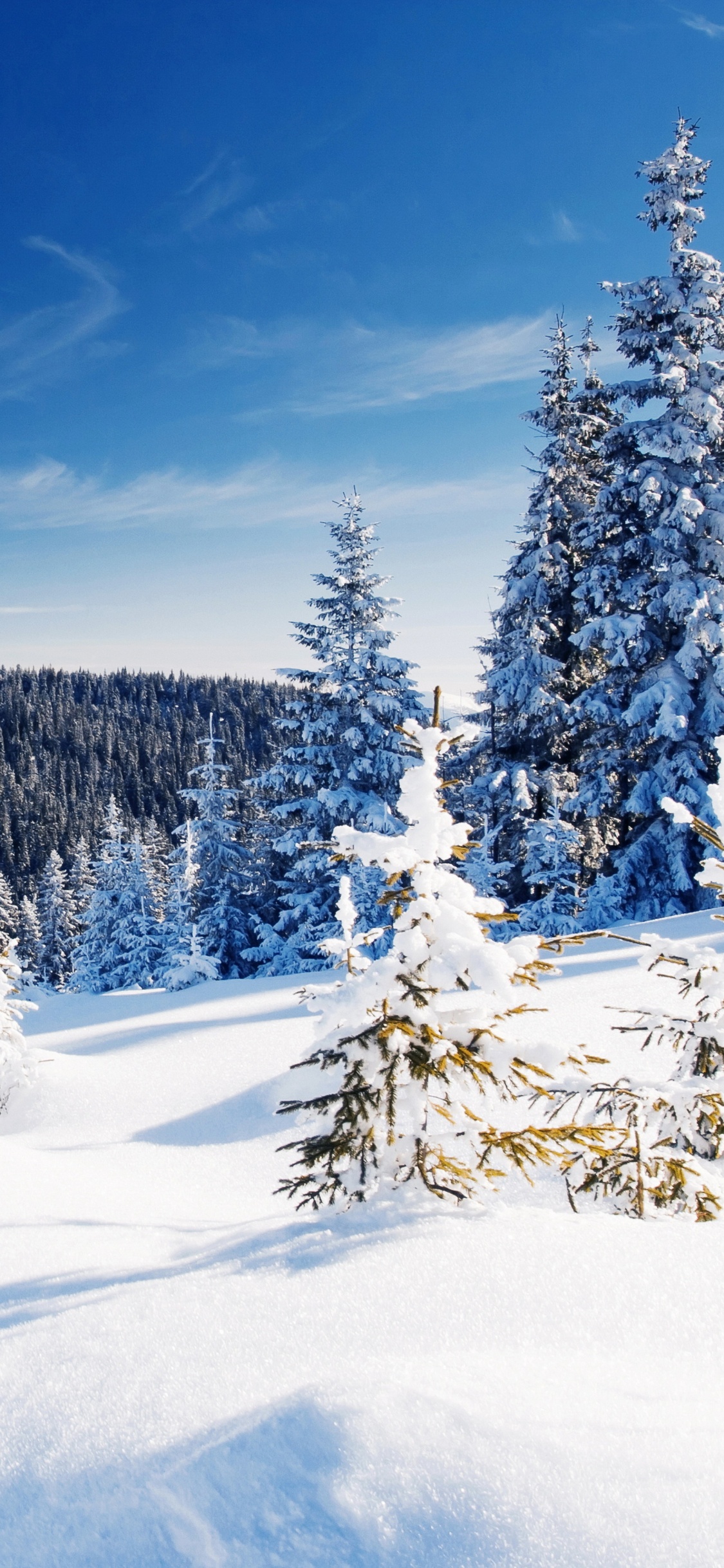 Snow Covered Trees Under Blue Sky During Daytime. Wallpaper in 1125x2436 Resolution