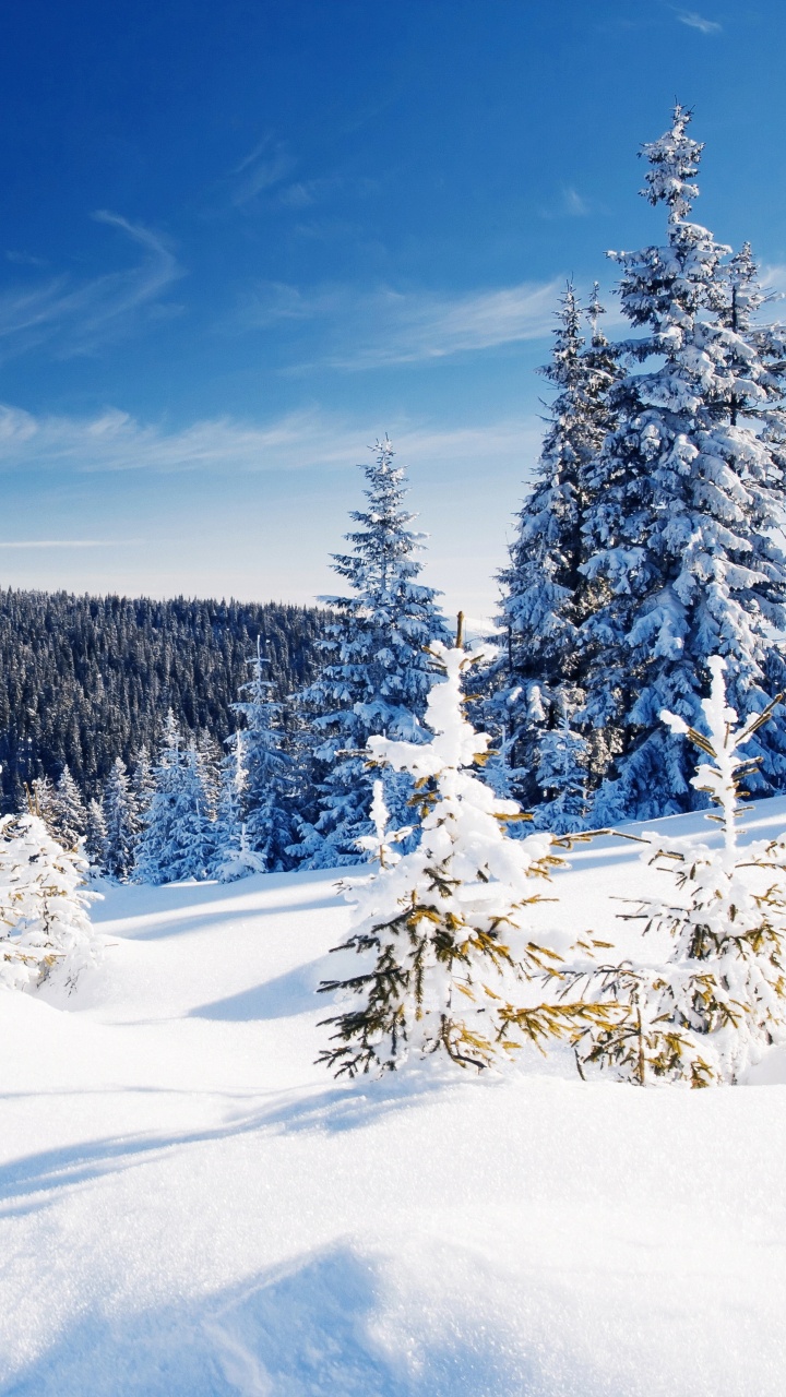 Snow Covered Trees Under Blue Sky During Daytime. Wallpaper in 720x1280 Resolution