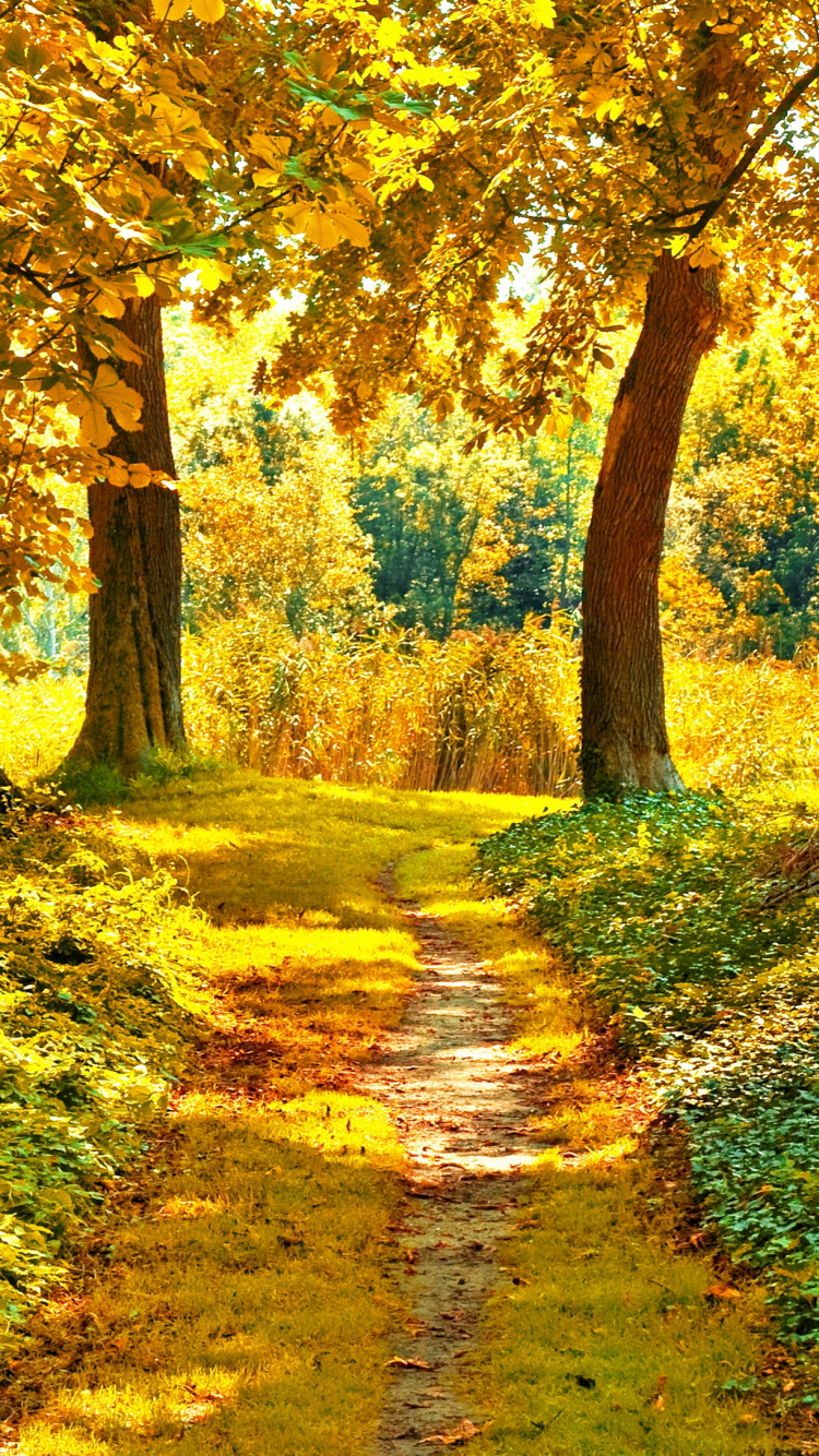 Arbres Bruns et Verts Sur le Terrain D'herbe Verte Pendant la Journée. Wallpaper in 750x1334 Resolution