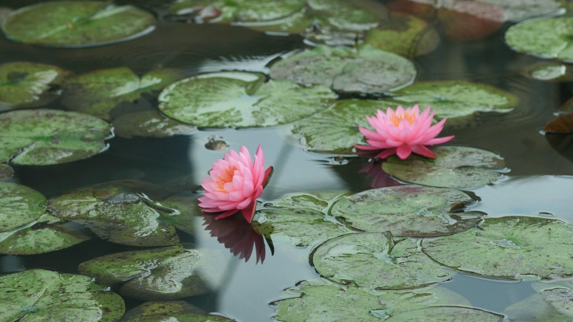 Nénuphar Rose Sur L'eau. Wallpaper in 1920x1080 Resolution